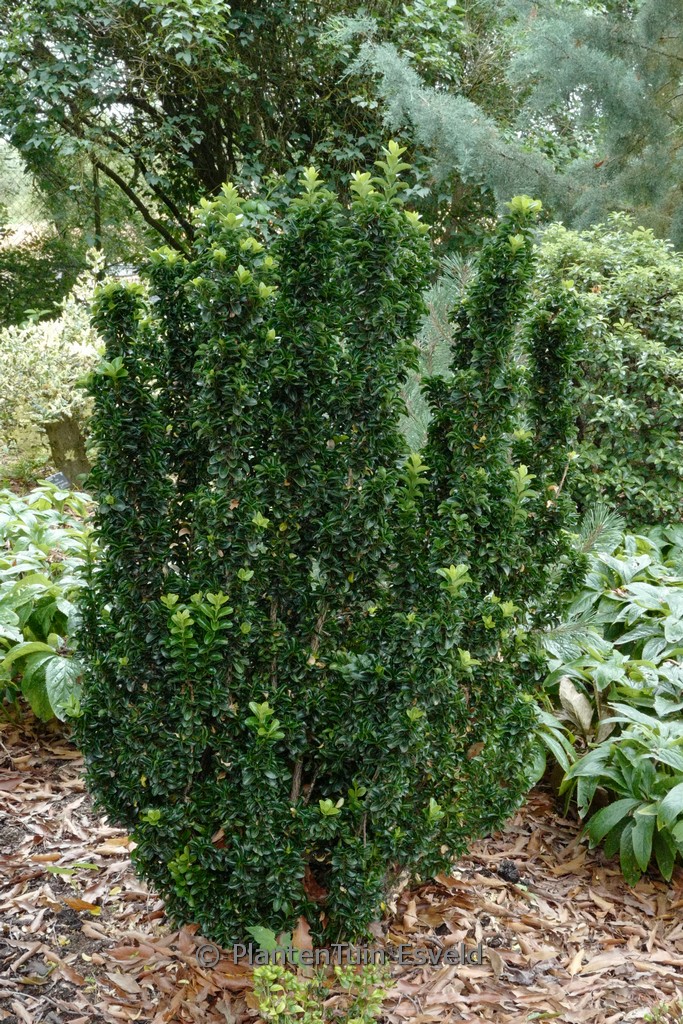 Euonymus japonicus ‘Green Rocket’