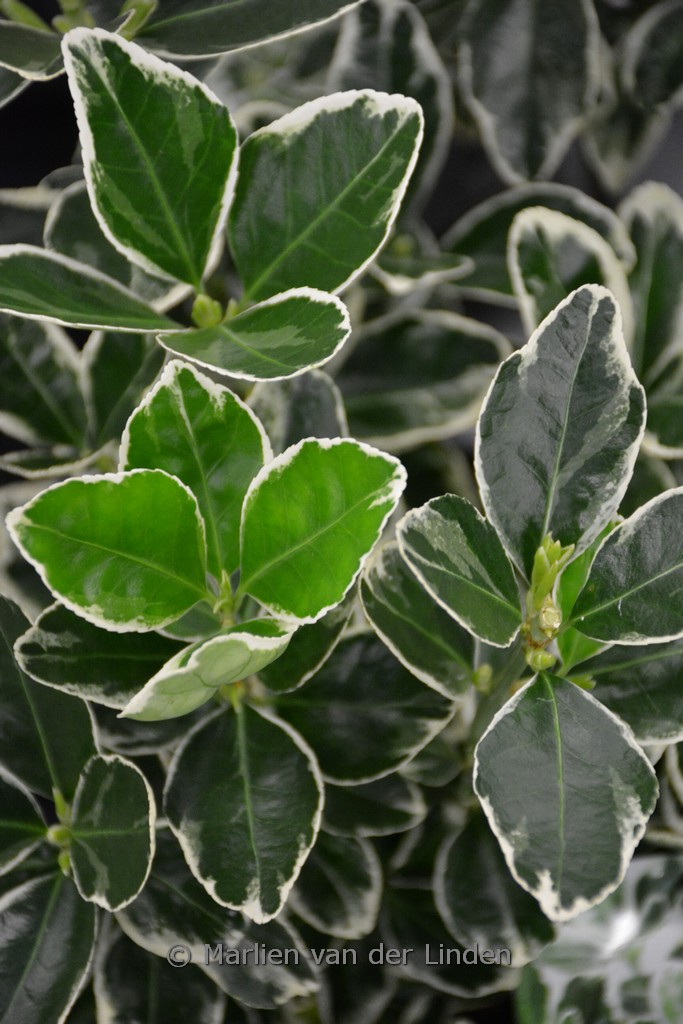 Euonymus japonicus ‘Kathy’