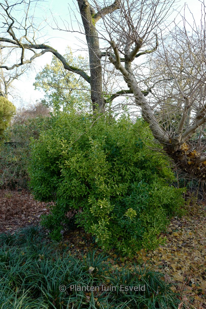 Euonymus japonicus ‘Ovatus Aureus’