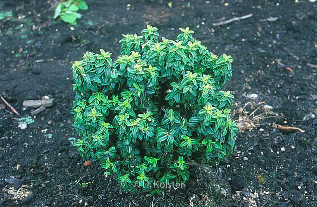 Euonymus japonicus ‘Rykujo’