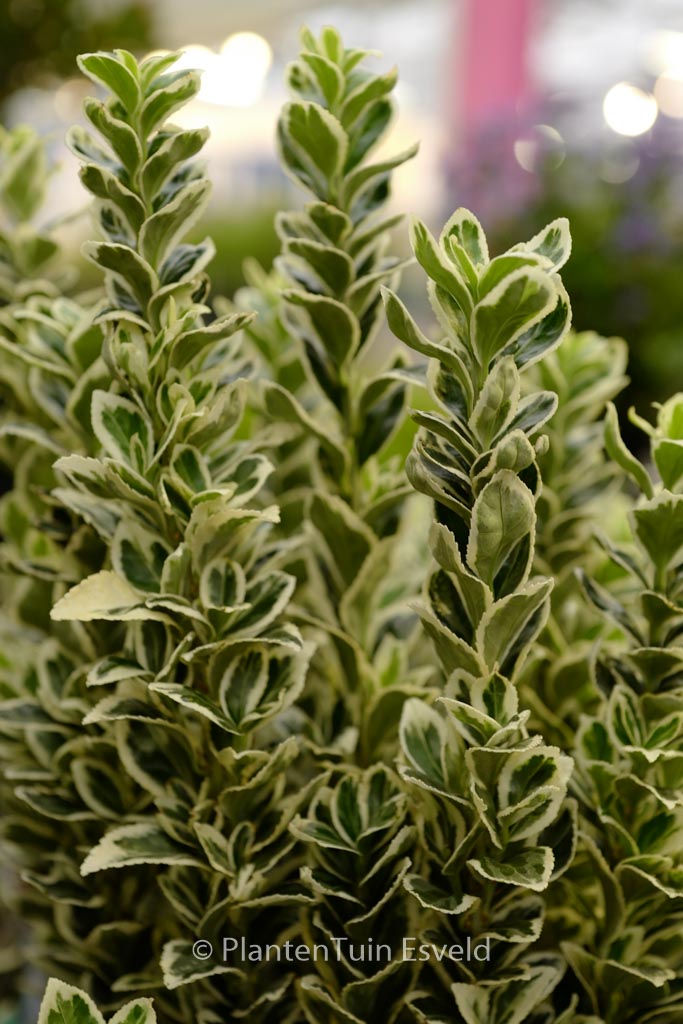 Euonymus japonicus ‘White Spire’