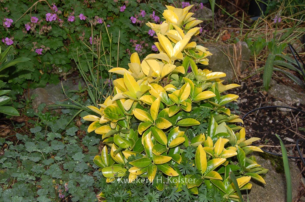 Euonymus japonicus ‘Yellow Pansy’