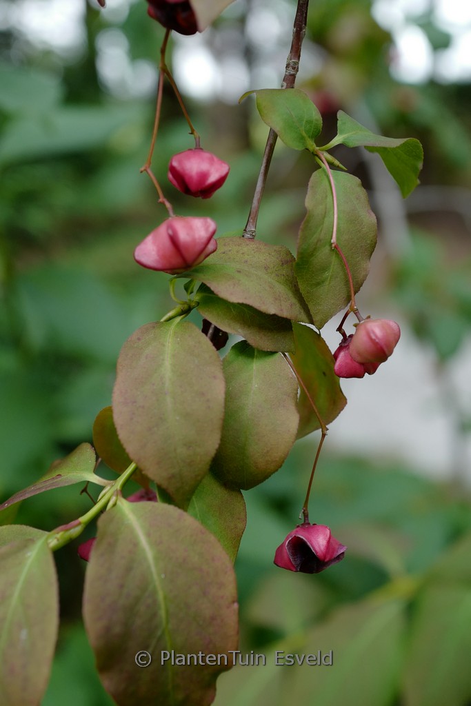 Euonymus latifolius