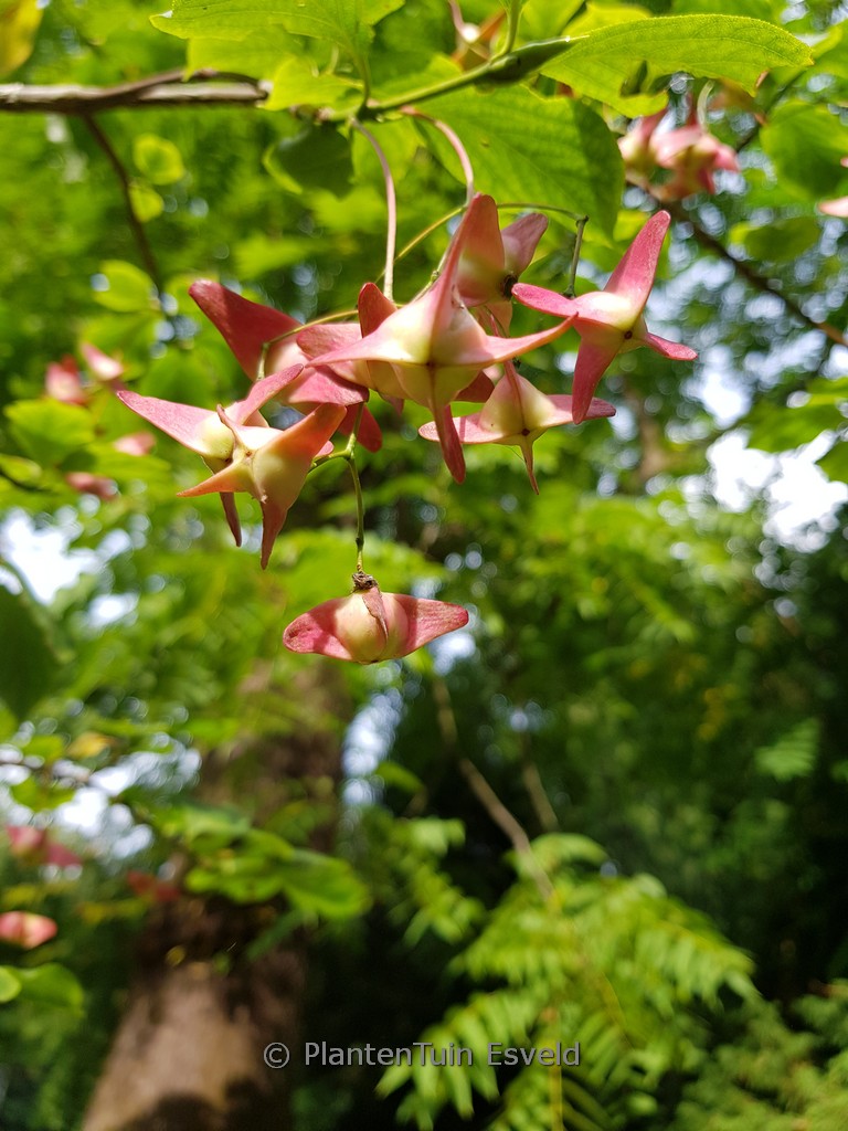 Euonymus macropterus