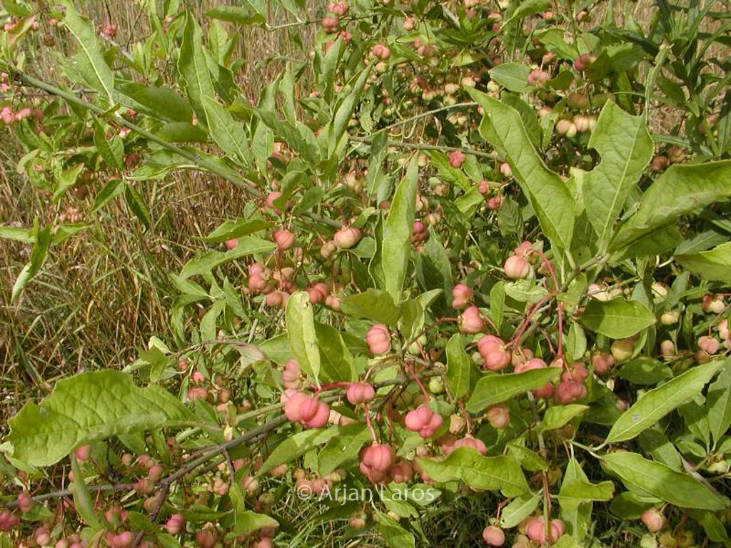 Euonymus nanus turkestanicus