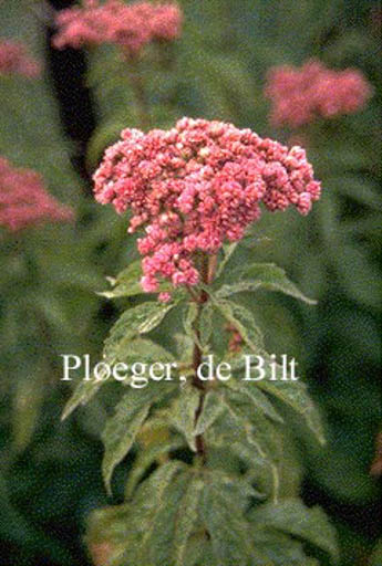 Eupatorium cannabinum ‘Plenum’