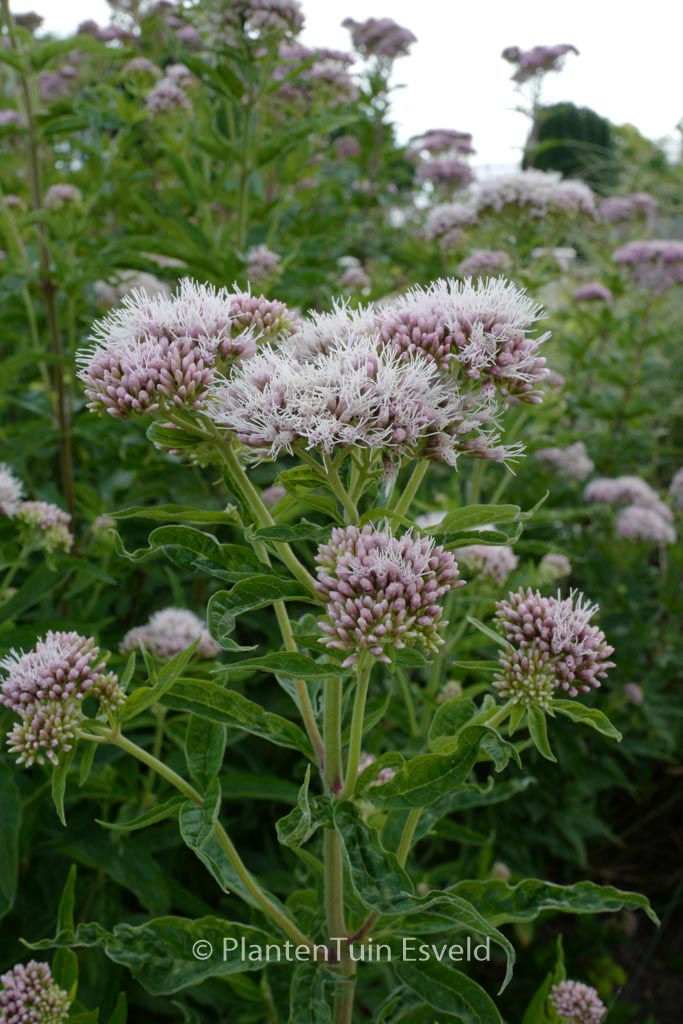 Eupatorium cannabinum