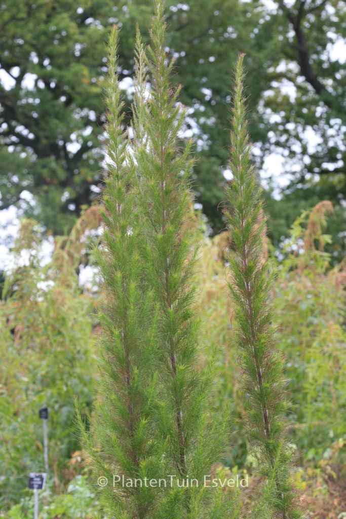 Eupatorium cappillifolium ‘Elegant Plume’