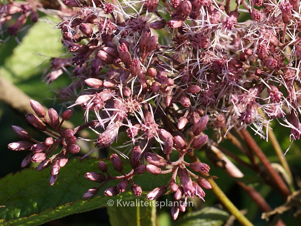 Eupatorium dubium ‘Baby Joe’