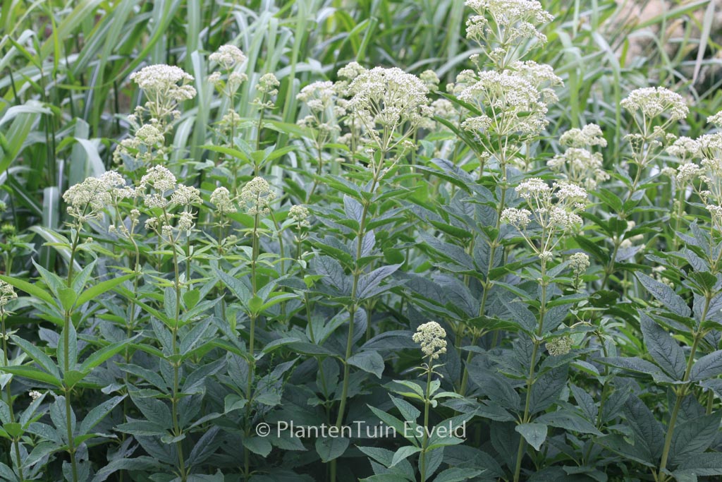 Eupatorium fistulosum ‘Bartered Bride’
