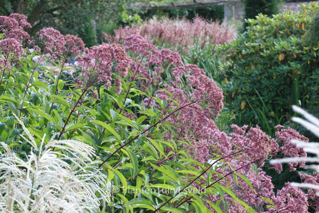 Eupatorium maculatum ‘Atropurpureum’