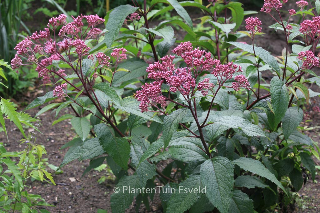 Eupatorium maculatum ‘Augustrubin’