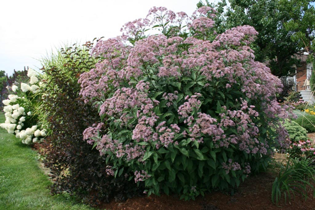Eupatorium maculatum ‘Gateway’
