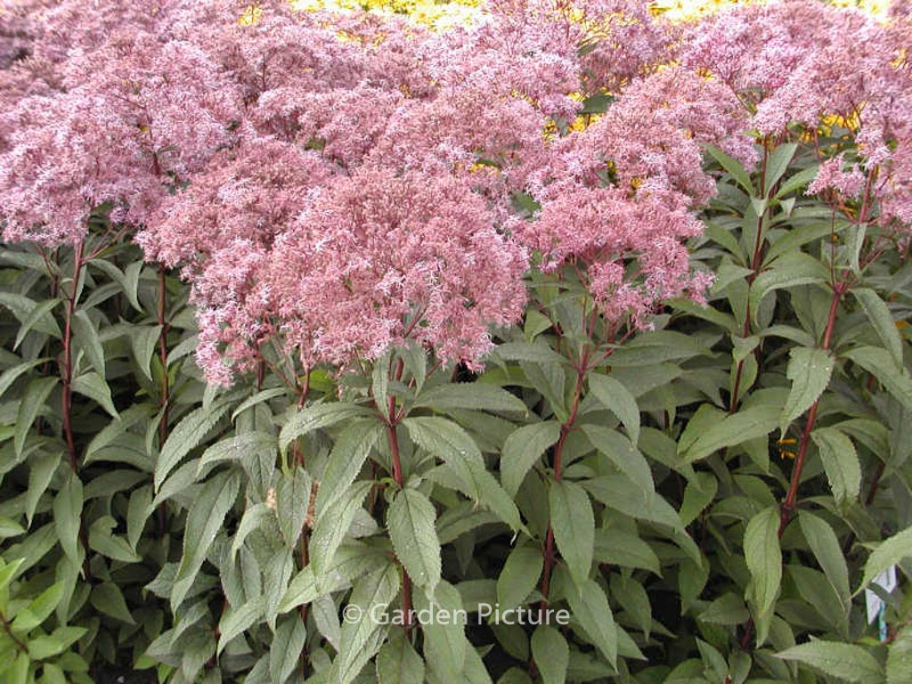 Eupatorium maculatum ‘Glutball’