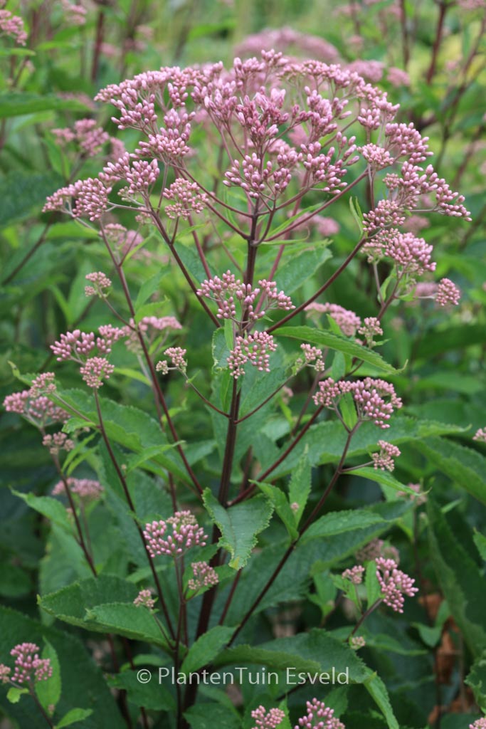 Eupatorium maculatum ‘Phantom’