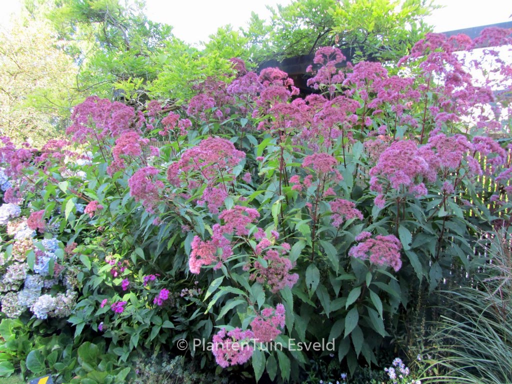 Eupatorium maculatum ‘Purple Bush’