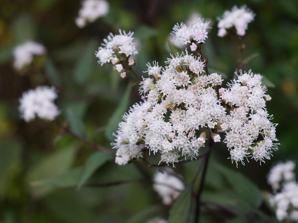 Eupatorium rugosum ‘Chocolate’