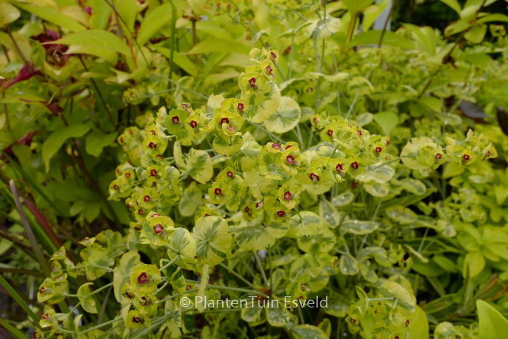 Euphorbia ‘Ascot Rainbow’