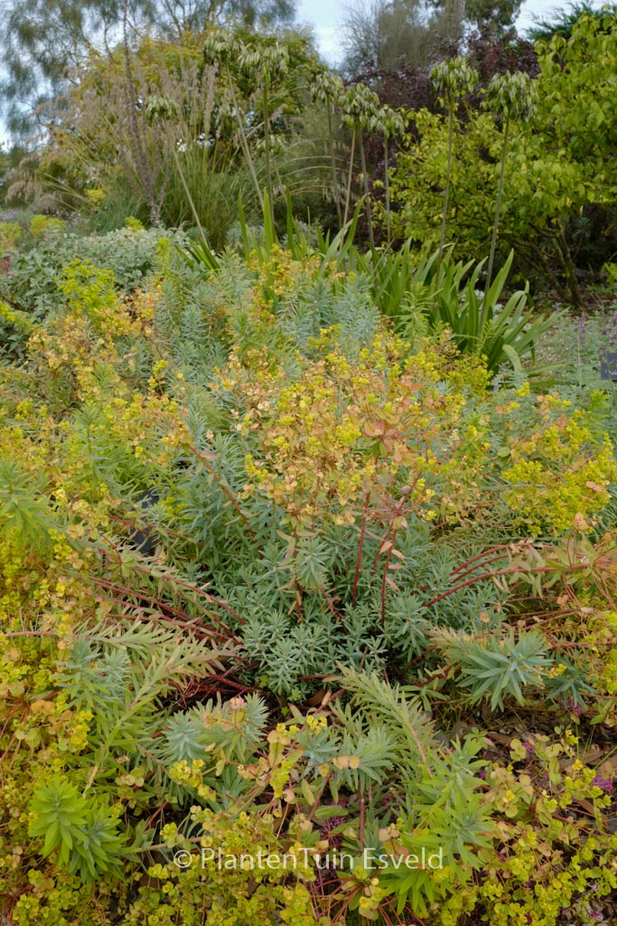 Euphorbia ‘Blue Haze’