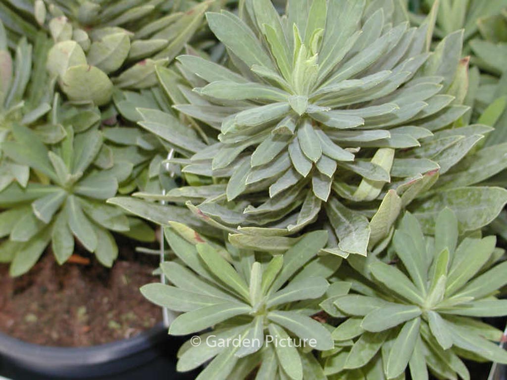 Euphorbia ‘Charam’ (REDWING)
