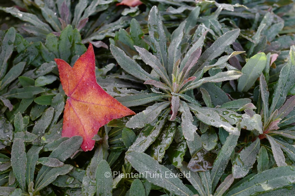 Euphorbia ‘Nothowlee’ (BLACKBIRD)