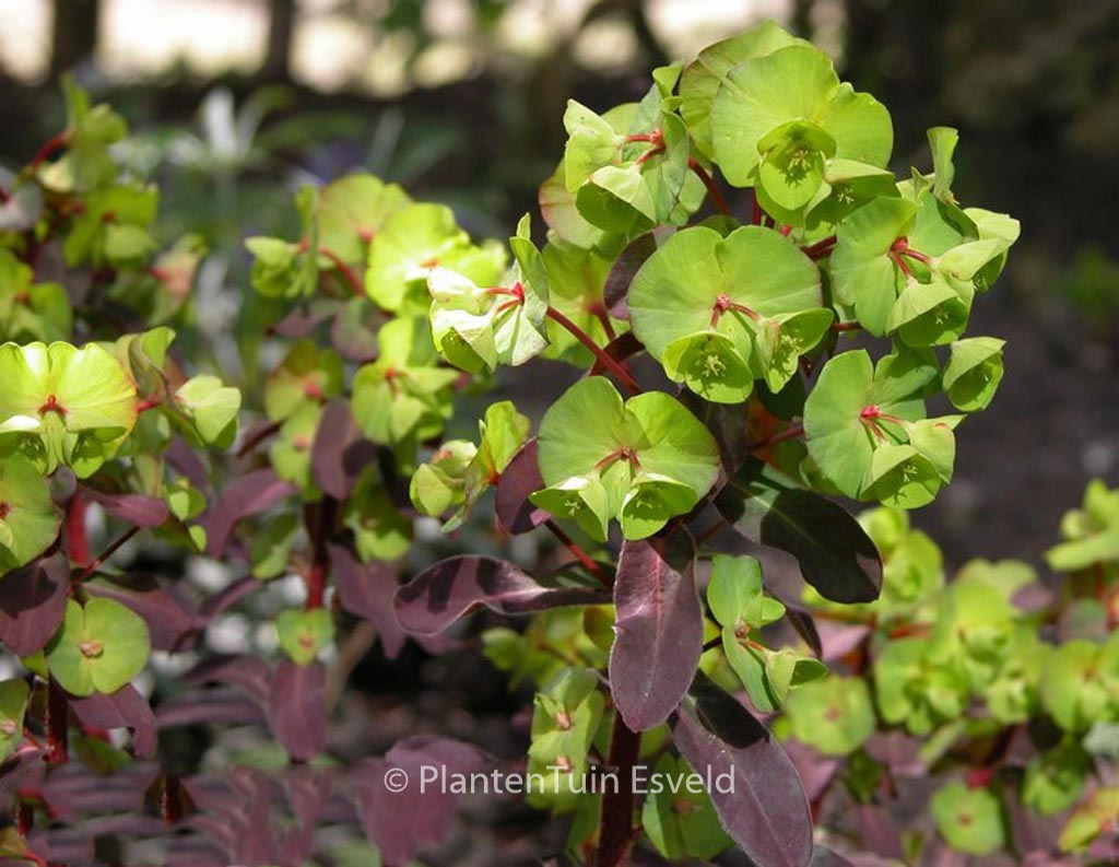 Euphorbia amygdaloides ‘Purpurea’