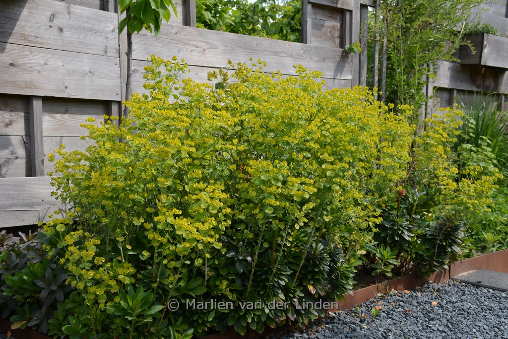 Euphorbia amygdaloides var. robbiae