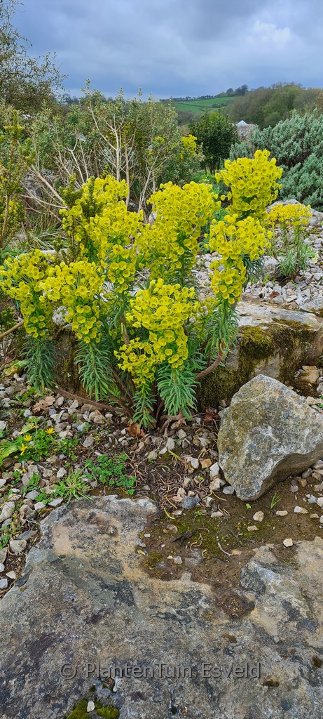 Euphorbia characias ‘Forescate’