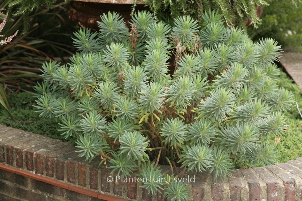 Euphorbia characias ‘Humpty Dumpty’
