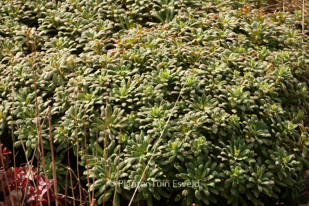 Euphorbia characias ‘Portuguese Velvet’