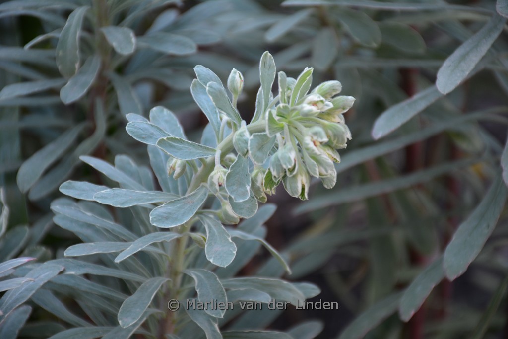 Euphorbia characias ‘Silver Edge’
