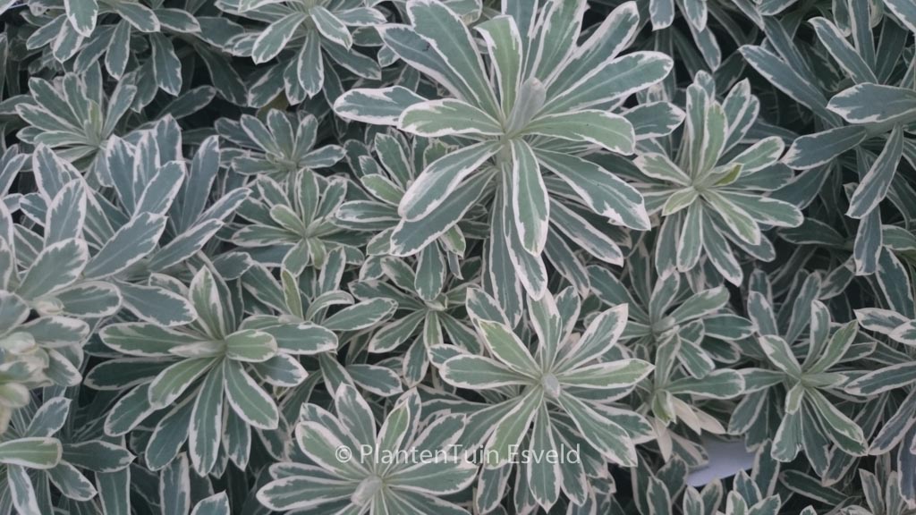 Euphorbia characias ‘Silver Swan’