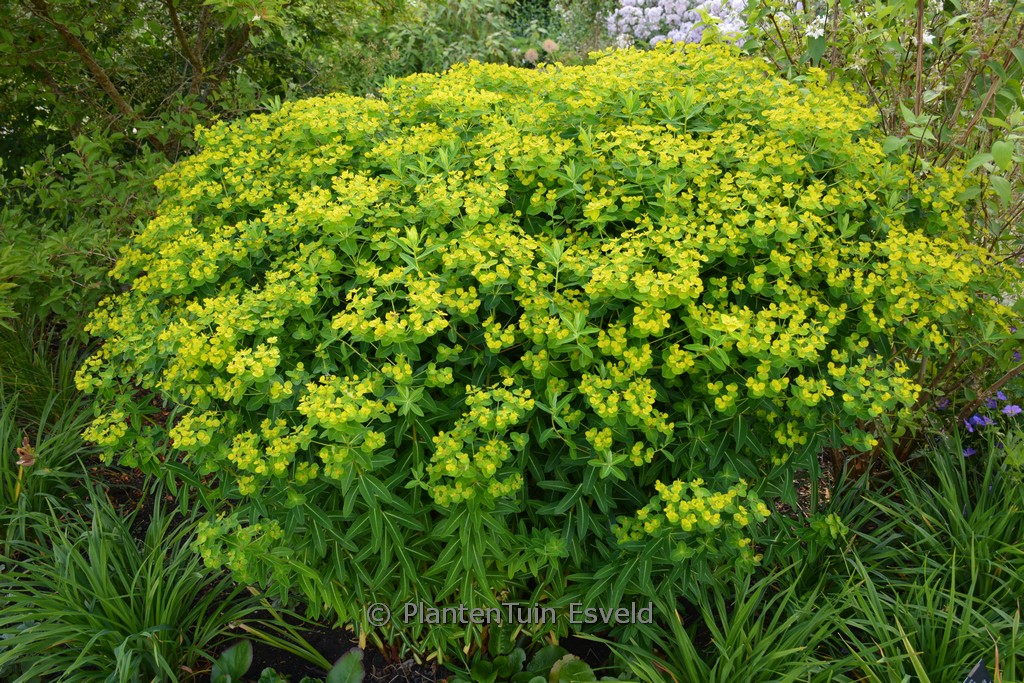 Euphorbia cornigera