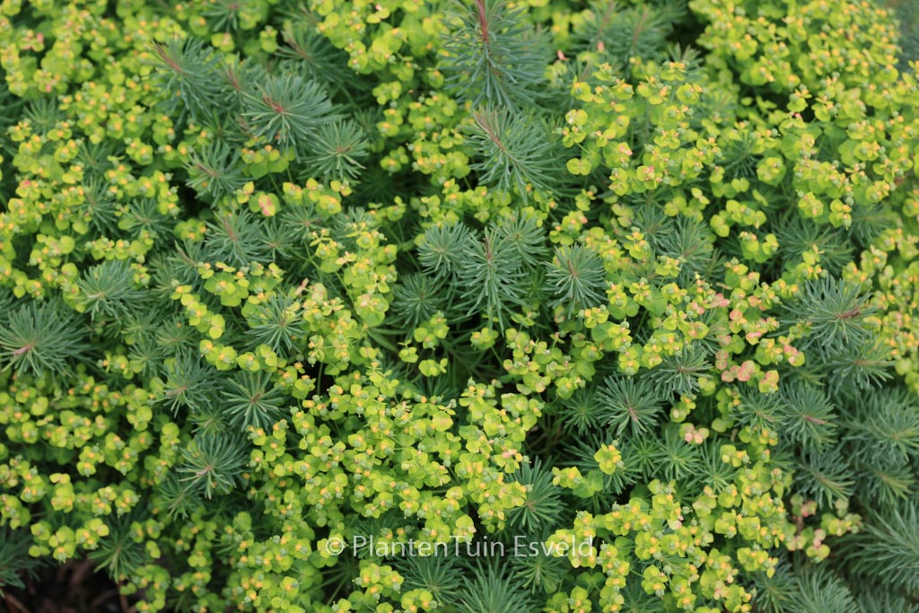 Euphorbia cyparissias ‘Clarice Howard’