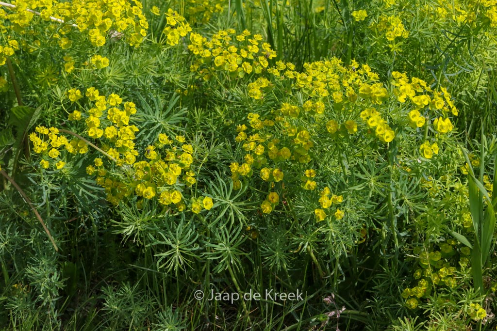 Euphorbia cyparissias