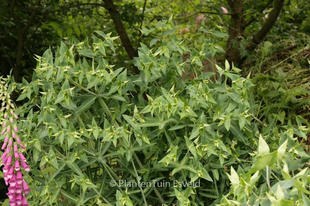 Euphorbia lathyris