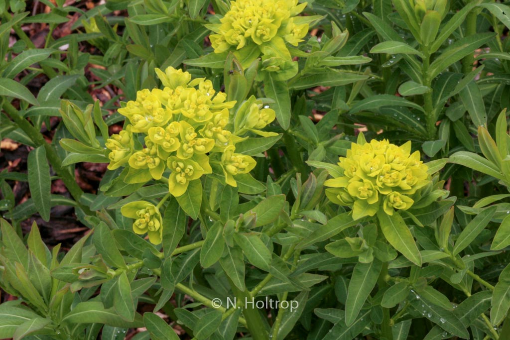Euphorbia palustris ‘Walenburg’s Glorie’
