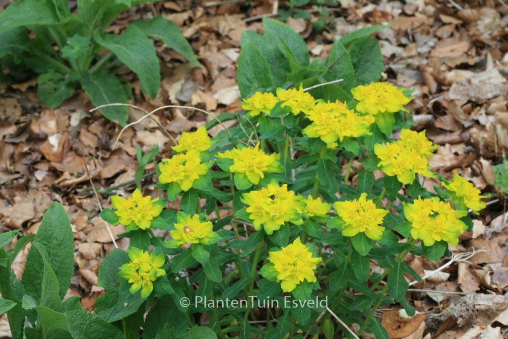 Euphorbia polychroma ‘Senior’