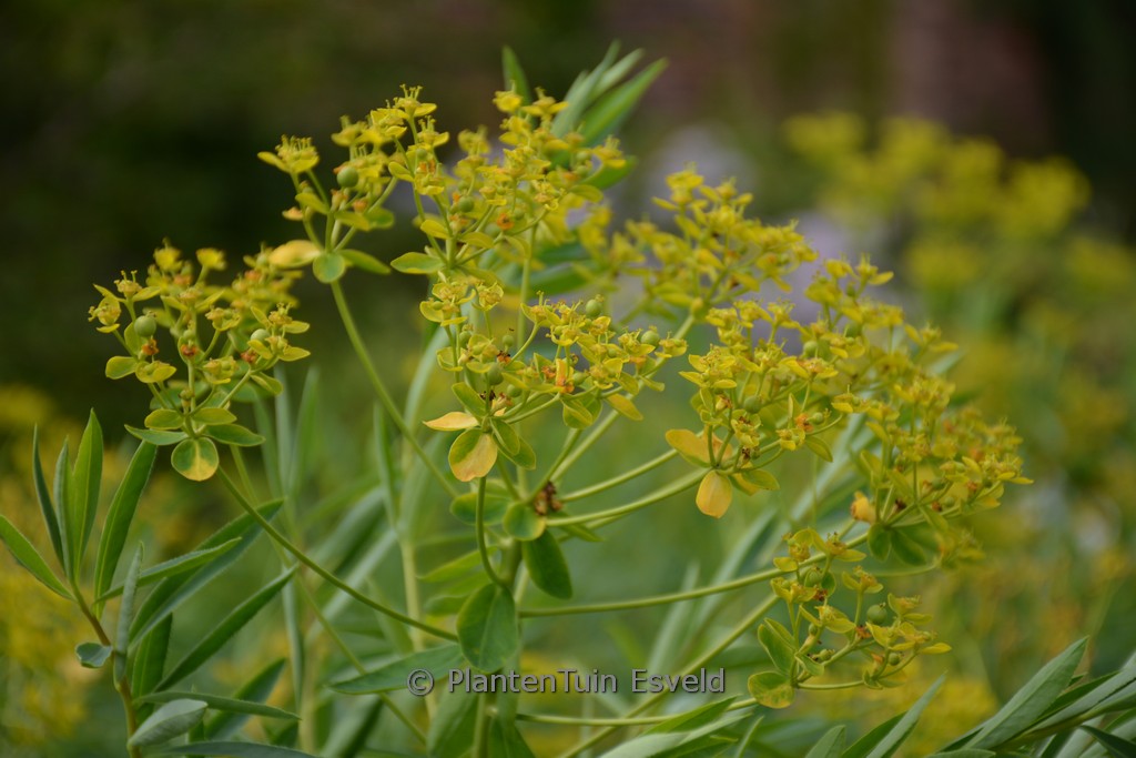 Euphorbia sarawschanica