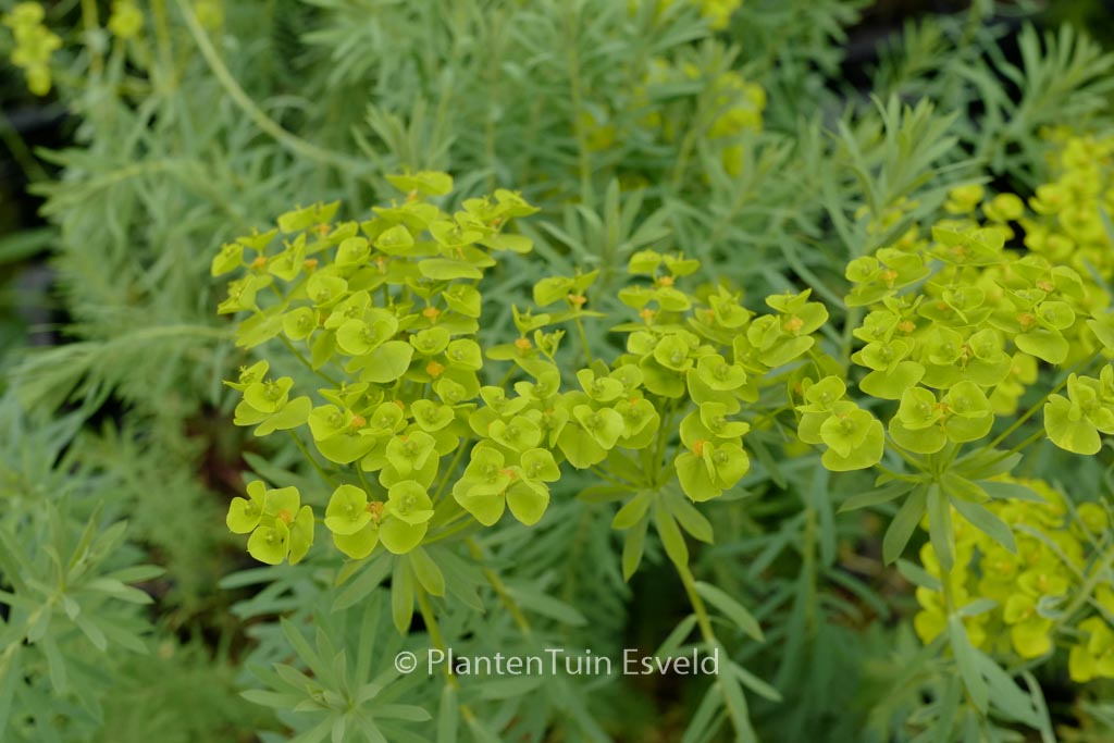 Euphorbia sequieriana ssp. niciciana