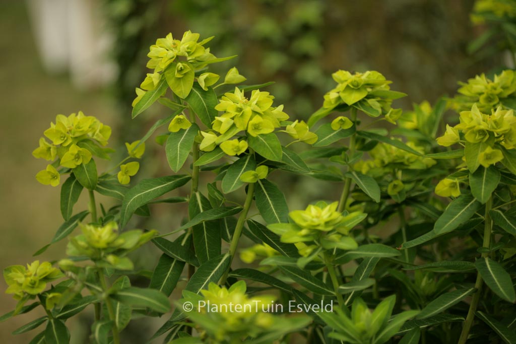 Euphorbia wallichii