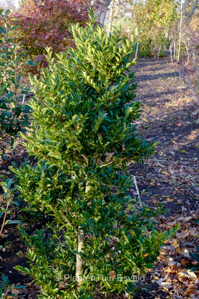 Eurya japonica