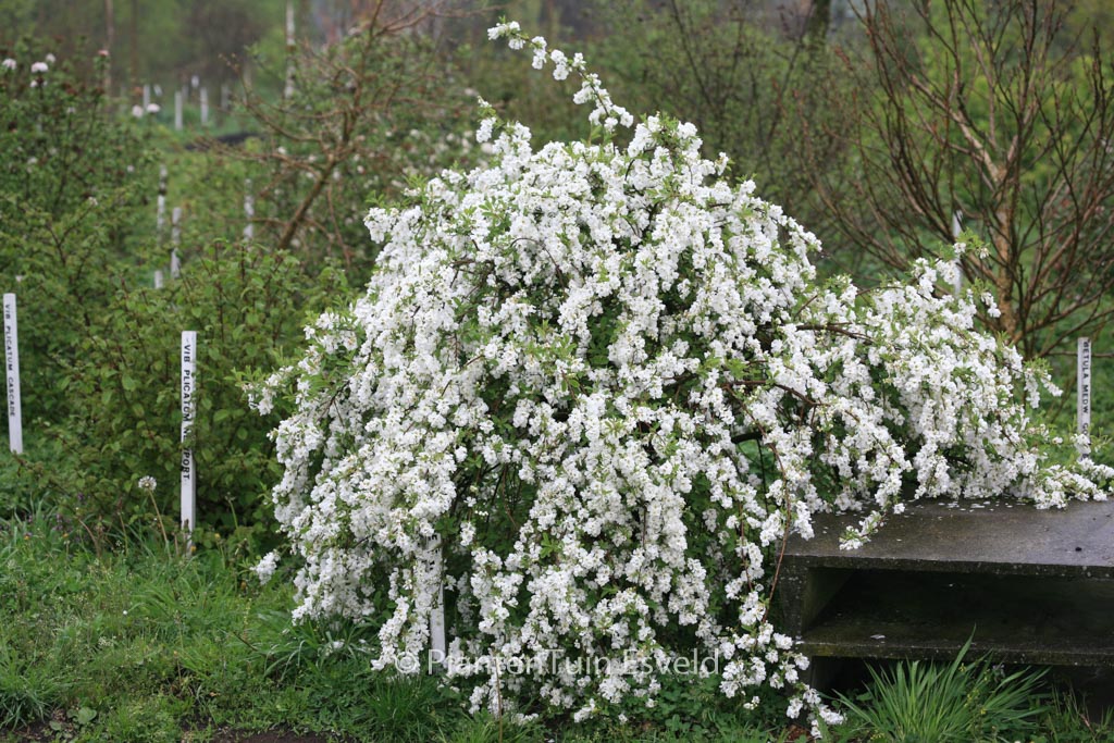 Exochorda ‘The Bride’