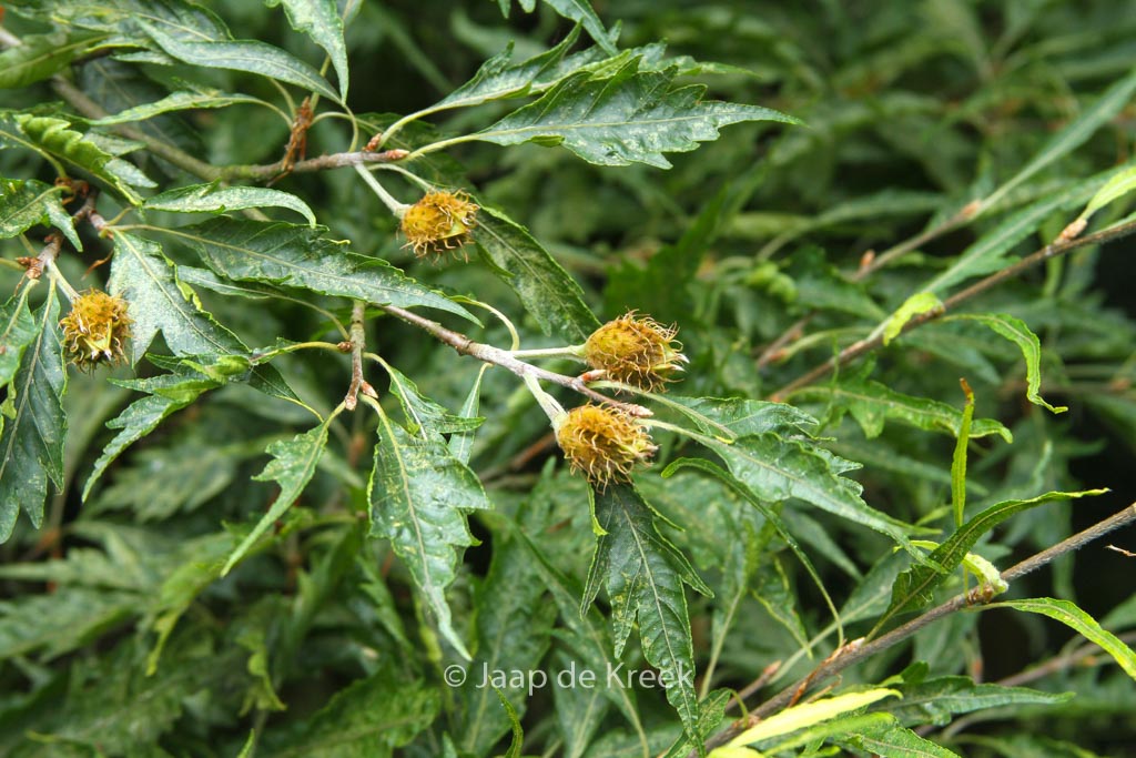 Fagus sylvatica ‘Asplenifolia’