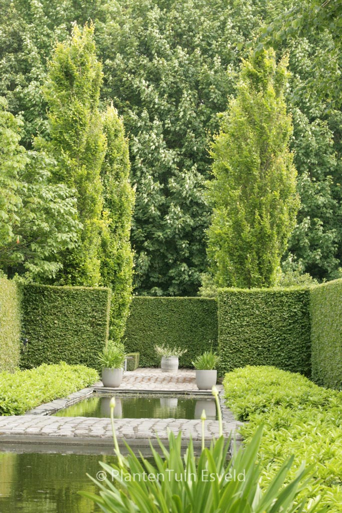 Fagus sylvatica ‘Dawyck Gold’