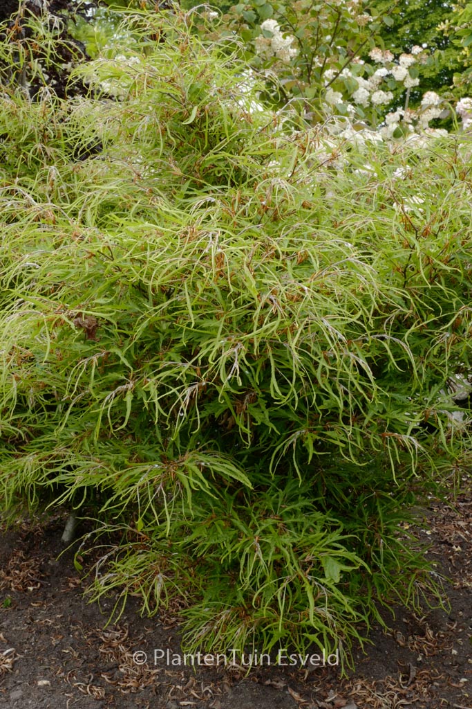Fagus sylvatica ‘Mercedes’