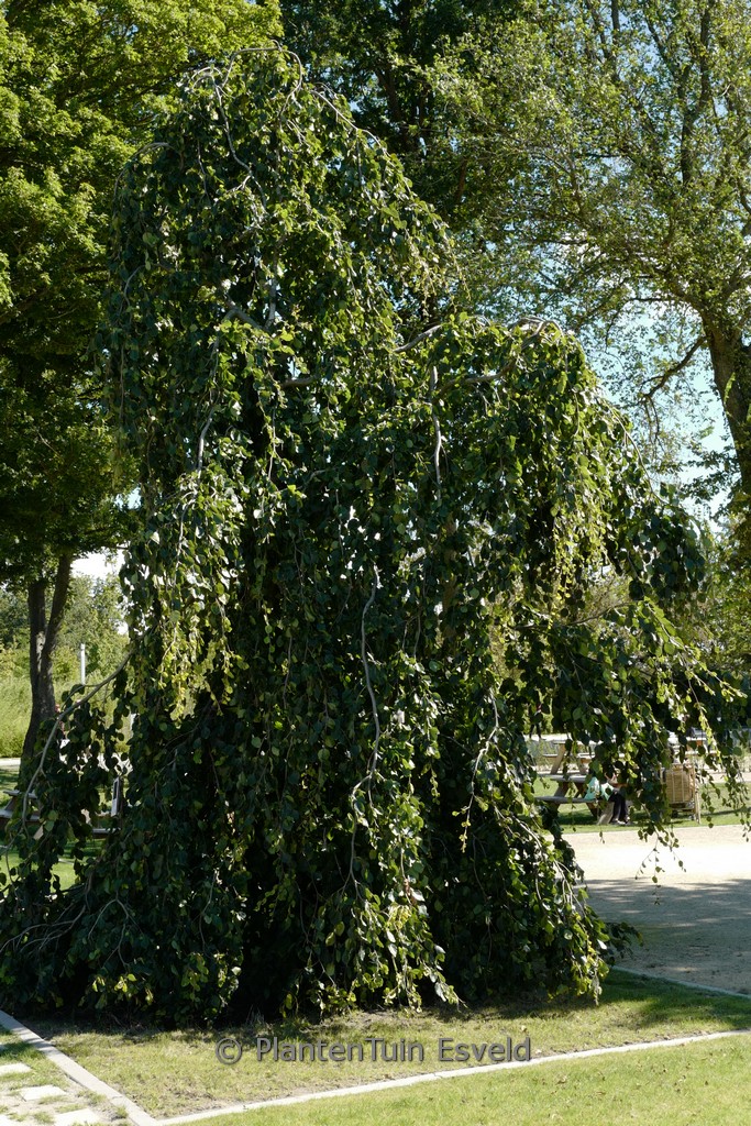 Fagus sylvatica ‘Pendula’
