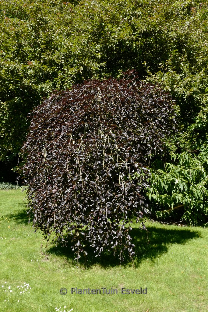 Fagus sylvatica ‘Purpurea Pendula’