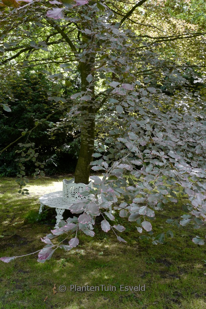 Fagus sylvatica ‘Purpurea Tricolor’