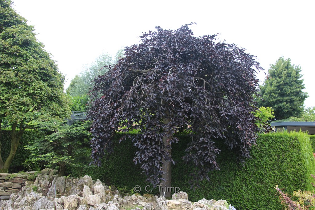 Fagus sylvatica ‘Rohan Weeping’